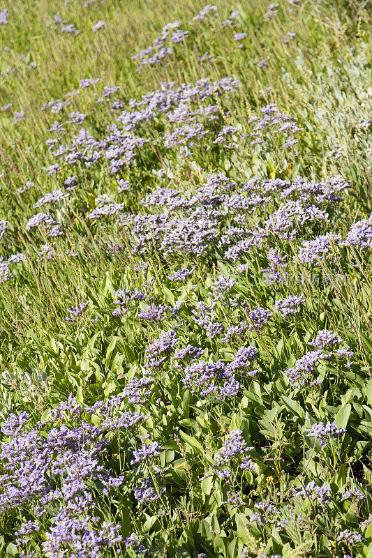 海薰衣草(Limonium vulgare)